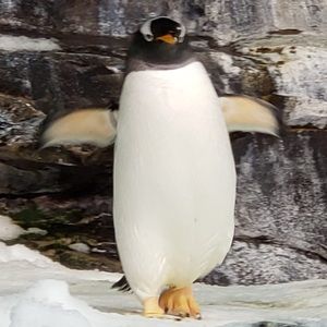 Meet your Posher, Meredith